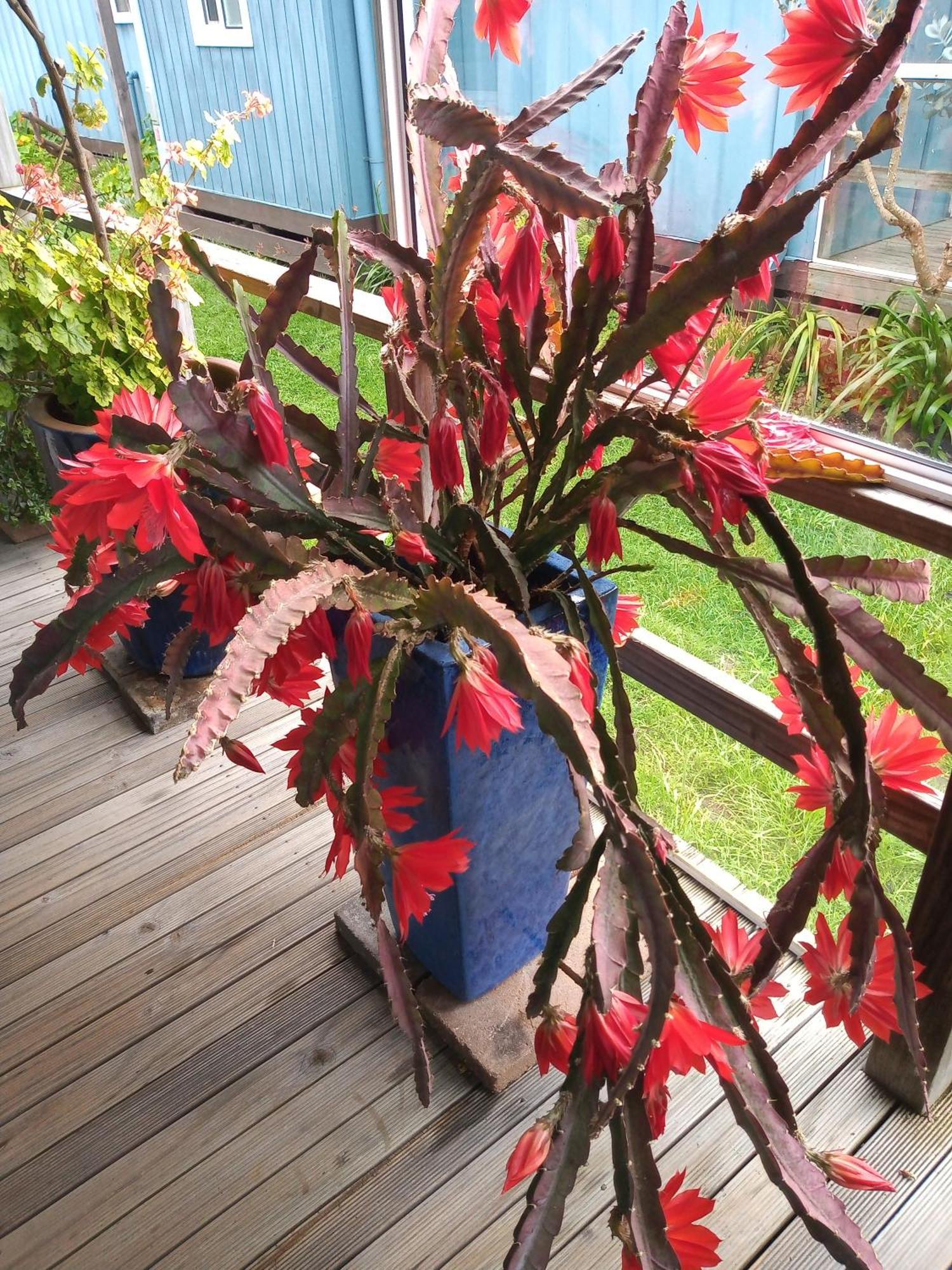 Lakes Entrance Waterfront Cottages With King Beds Eksteriør billede